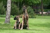 DOGUE ALLEMAND 860
